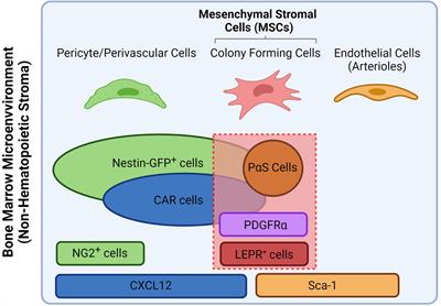 Dynamic Changes of the Bone Marrow Niche: Mesenchymal Stromal Cells and Their Progeny During Aging and Leukemia